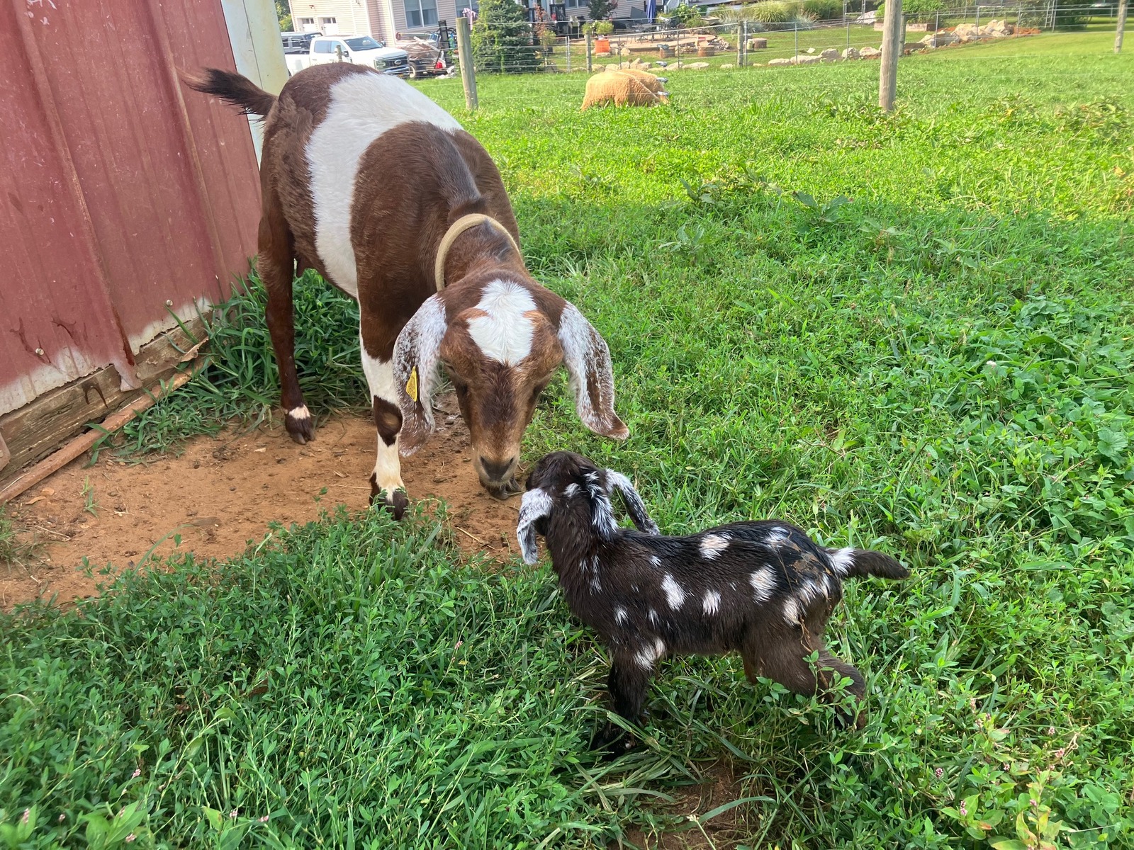 Jersey Mini Goat Breed